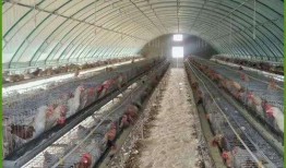 热点大棚爆料视频播放,视频播放背后的惊人真相